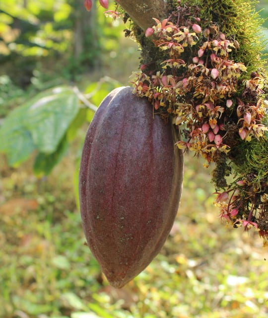 Cacao bean image