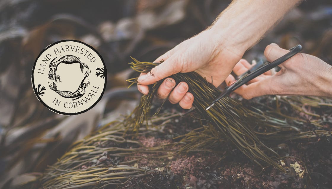 Harvesting Cornish Seaweed with logo designed by Kingdom & Sparrow