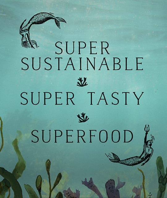 Sustainable Superfood Cornish Seawedd Co Branding by Kingdom & Sparrow