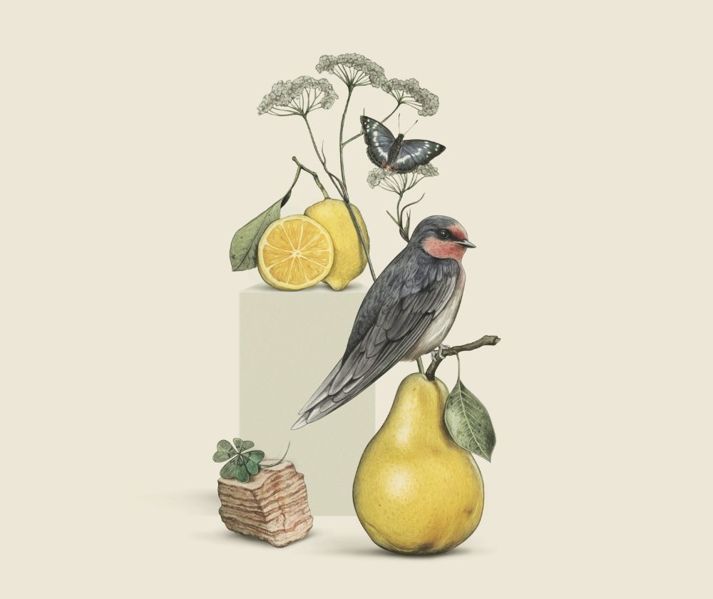 Swallow botanical illustration wine label design