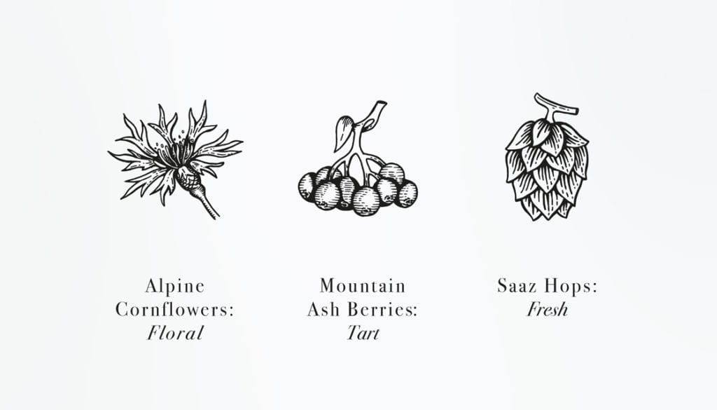 Botanical illustrations for gin