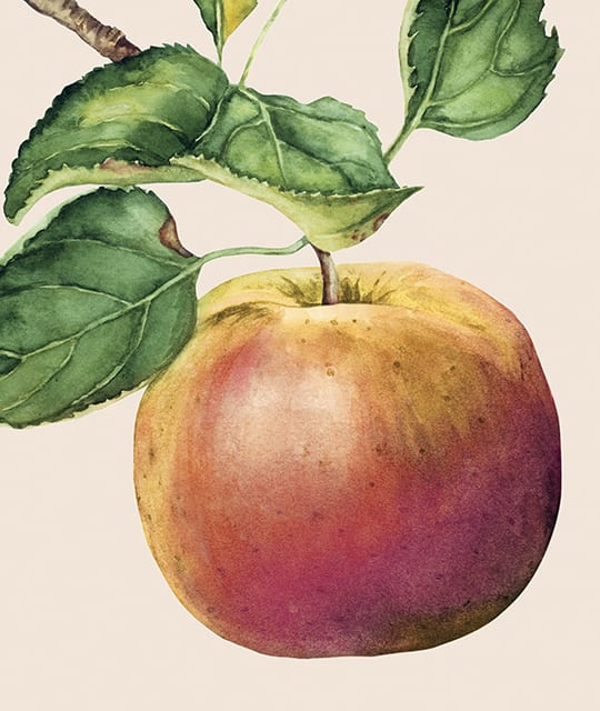 Sandford Orchards apple illustration Kingdom & Sparrow