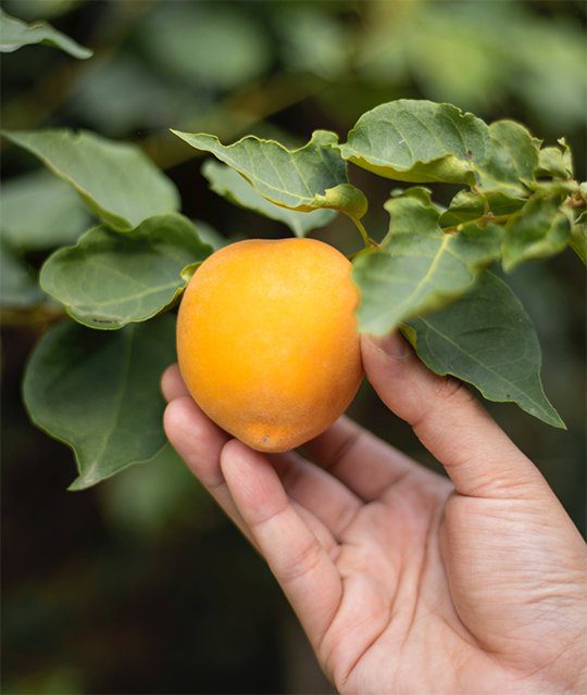 Orange fruit on tree being picked