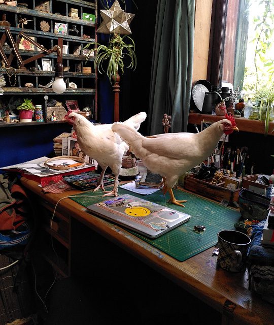 two chickens in artist studio